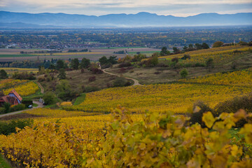 Obraz premium Weinberge bei Rodern im herbstlichen Elsass