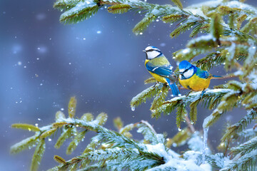 Cute birds. Blue tit. Winter nature background. 