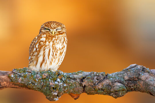 A cute owl that checks the surroundings with one eye. Colorful nature background. Bird: Little owl. Athene noctua.  