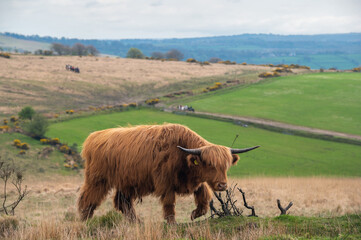Highland cow in a pasture, Cornwall, UK