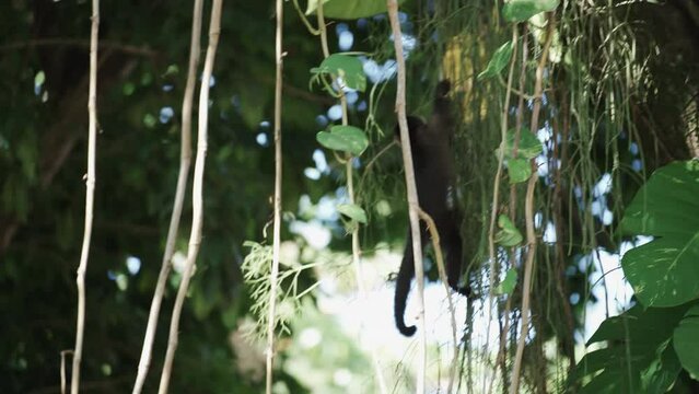 Urban Wildlife: Monkey Scaling Tree Vine and Observing City Surroundings
