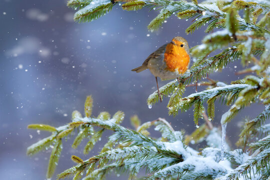 Winter and cute bird robin. White nature background. Bird: European Robin. (Erithacus rubecula).