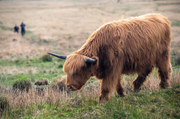 Highland cattle standing on the grass meadow, blurred background. Scottish cattle breed on the dry grass field 