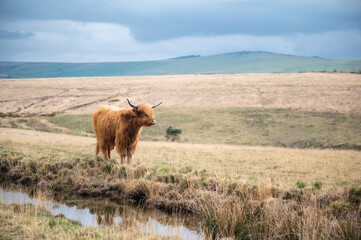 Highland cattle standing on the grass meadow near water, blurred background. Scottish cattle breed on the dry grass rolling field 