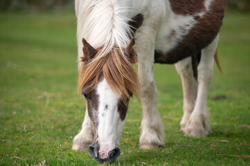Naklejka na ściany i meble Wild pony of Dartmoor National Park close-up, Devon, UK
