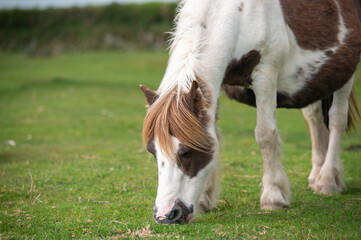 Naklejka na ściany i meble Wild pony of Dartmoor National Park close-up, Devon, UK