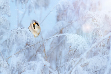 Winter season and cute little bird. White nature background. 
Bird: Bearded Reedling. (Panurus biarmicus)