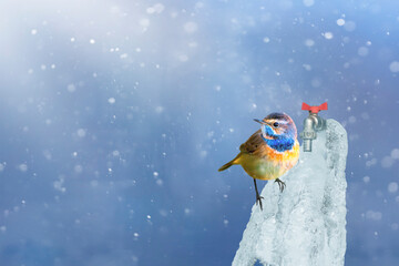 A frozen fountain and its little guest while flowing in winter. Bluethroat. Blue nature backgrund.