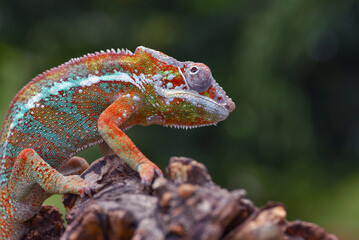 Panther chameleon on a tree log