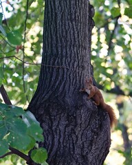 Ruda wiewiórka siedząca na pniu drzewa w parku miejskim w słoneczny jesienny dzień