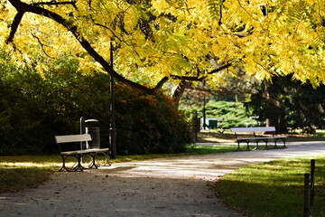 Ścieżka i ławki w parku miejskim w słoneczny jesienny dzień - obrazy, fototapety, plakaty
