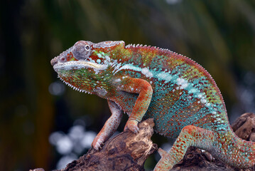 Panther chameleon on a tree log