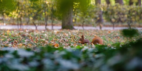 Ruda wiewiórka krocząca po ziemi w parku miejskim - obrazy, fototapety, plakaty