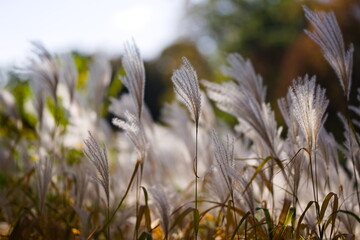 Trawy ozdobne bujające się na wietrze w parku miejskim w słoneczny jesienny dzień - obrazy, fototapety, plakaty