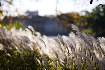 Trawy ozdobne bujające się na wietrze w parku miejskim w słoneczny jesienny dzień - obrazy, fototapety, plakaty