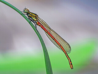 Frühe Adonislibelle (Pyrrhosoma nymphula)