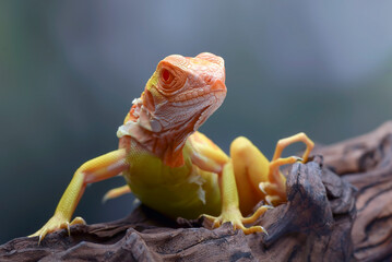 Albino iguana ( iguana iguana ) on a tree branch