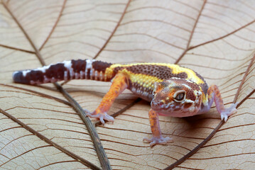 Leopard gecko  (Eublepharis macularius) on a dried leaf