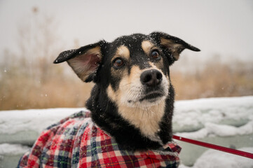 dog portrait in snow husky mix