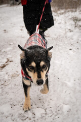 dog portrait in snow husky mix