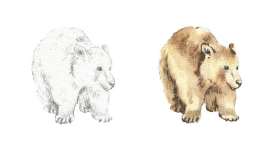 Drawing of a brown bear, drawn in pencil and watercolor