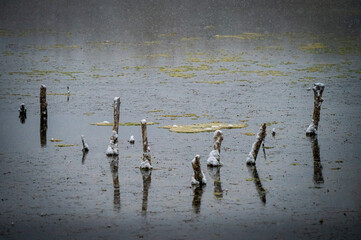lake with sticks