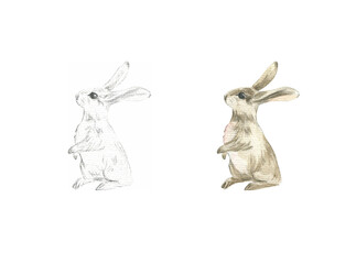 Drawing of a sitting rabbit with large ears in pencil and watercolor
