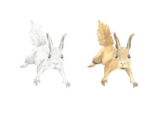 The drawing of a squirrel running forward is drawn in pencil and watercolor