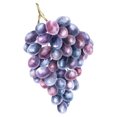 A bunch of purple grapes. Grape vine. Watercolor illustrations. Isolated. For the design of labels of wine, grape juice and cosmetics, wedding cards, stationery, greetings, wallpapers and invitations