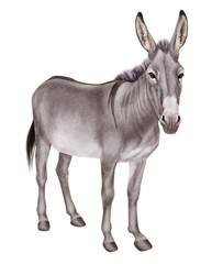 âne, en selle , vieux, cheval, calèche, coloré, transport, roue, vecteur, rétro,  illustration, conception, voyage, silhouette, benne, classique, noël, animal, ferme, poney, mammifère, blanc, poulain,