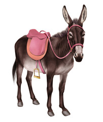 Fototapeta premium âne, animal, ferme, mammifère, nature, équipé en selle, loisirs, équitation, poney, brun, blanc, gazon, tête, alpage, mulet, domestique, champ, isolé, bétail, animal de compagnie