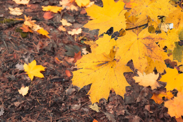 Obraz premium Beautiful orange and yellow autumn maple leaves against a background of dry brown grass leaves. Natural autumn background.