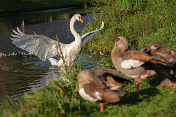 An adult mute swan with spread wings in the water and a family of Nile geese on the shore