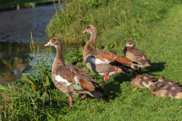 A pair of adult Nile geese (Alopochen aegyptiaca) with resting chicks