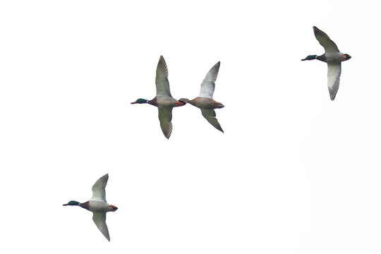 germani al volo