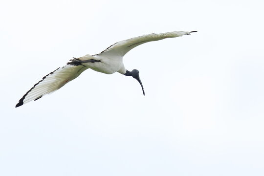 ibis sacro