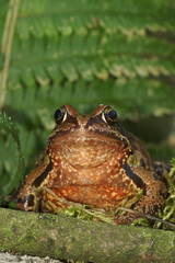 Frontal close-up on a female of the European Common brown frog, Rana temporaria