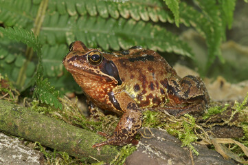 Close-up on a female of the European Common brown frog, Rana temporaria