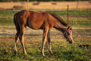 Obraz premium Dark brown Arabian horse foal grazing over green grass field, afternoon sun shines over