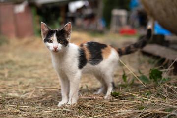 Small white black, beige and white kitten walking on ground at farm, looking curious