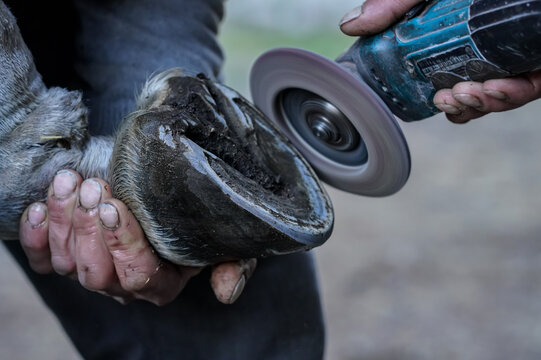 Farrier cleaning and brushing horse hoof with rotary grinder tool before installing new horseshoe, closeup detail