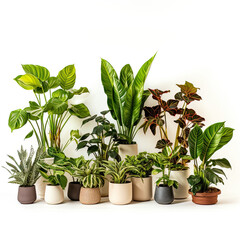 Obraz premium Houseplants on white background