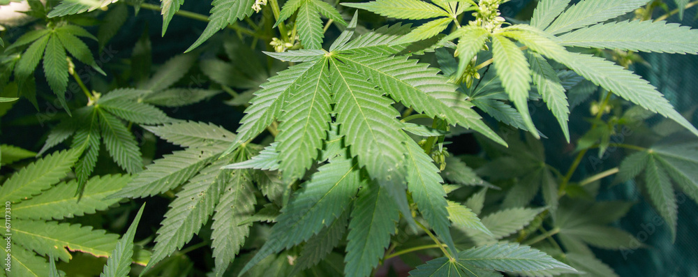 Wall mural Horizontal view of leaves of a marijuanna plant