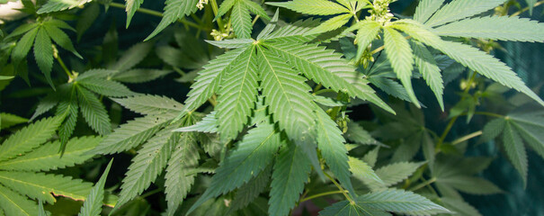 Horizontal view of leaves of a marijuanna plant
