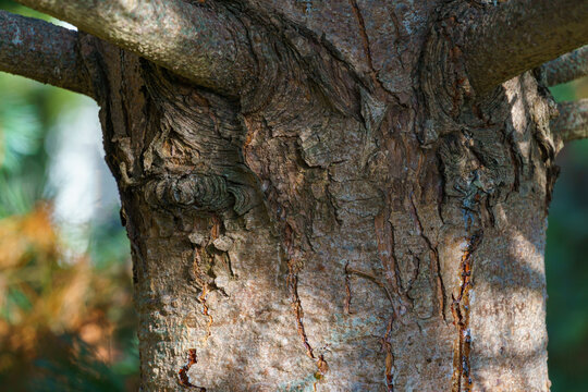 Bark of Pine Tree  Pinus parviflora Glauca. The brown bark texture of old tree as original natural texture for background. Nature concept for design. Selective focus