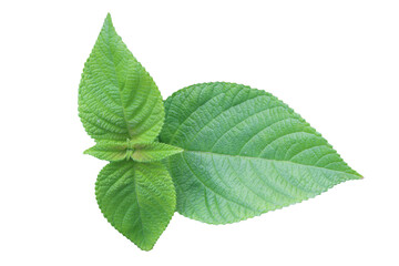 perilla leaf isolated transparent background, lantana leaf isolated in transparent background. green leaves isolated in transparent background