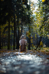 Obraz premium shih tzu dog stands in the forest in autumn