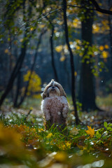 shih tzu dog stands in the forest in autumn