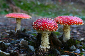 3er Gruppe Fliegenpilze