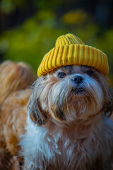 shih tzu dog in a hat in the forest in autumn